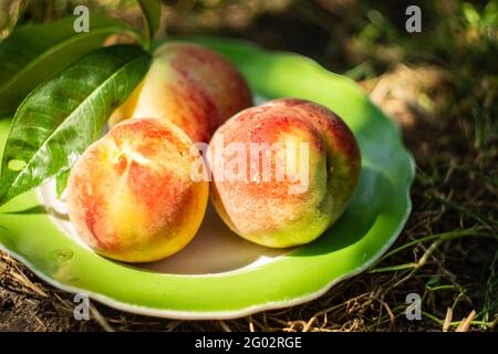 Fresh peaches with leaves in a plate in the garden Stock Photo