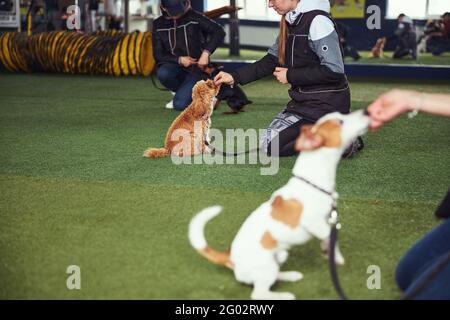 Three female trainers giving their puppies treats Stock Photo