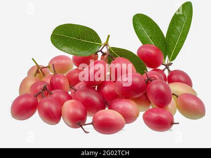 Carunda or Karonda fruits isolated on white background Stock Photo
