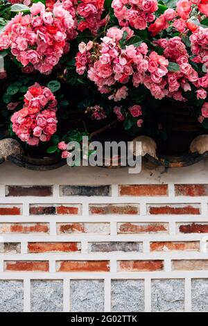 Bukchon Hanok Village, pink rose flowers and brick wall in Seoul, Korea Stock Photo