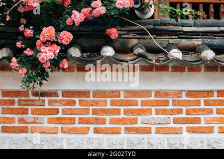 Bukchon Hanok Village, pink rose flowers and brick wall in Seoul, Korea Stock Photo