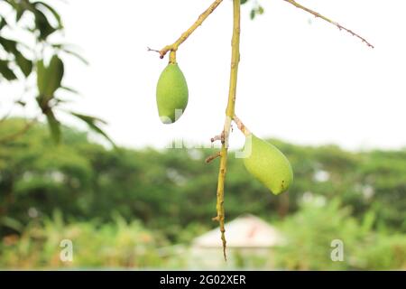 Mangoes on tree branch  ,growing  day by day Stock Photo