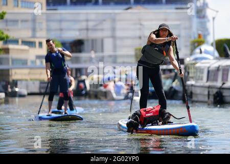 A woman paddle boards with a dog on the canal in Paddington Basin, north London, as Bank Holiday Monday could be the hottest day of the year so far - with temperatures predicted to hit 25C in parts of the UK. Picture date: Monday May 31, 2021. Stock Photo