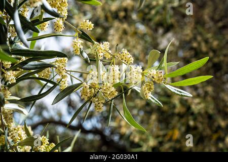 Close up of an olive branch in spring in the flowering period. Traditional agriculture. Stock Photo