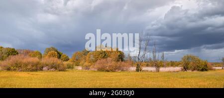 Banner, swamp, natural marshland, bog on a gloomy day with dramatic sky before storm. Orange field and dead trees. Outskirts of North Berlin in