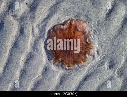 A stranded fire jellyfish on the Baltic Sea in Denmark. Stock Photo