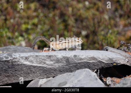 A small chipmunk creeps cautiously along the gray stone. Stock Photo