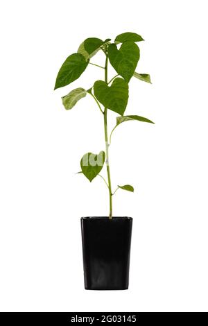 Seedlings of sweet pepper in a black pot, on a white background, isolated Stock Photo