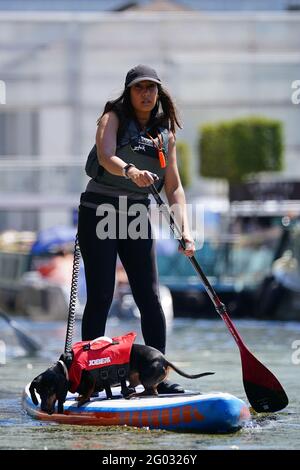 A woman paddle boards with a dog on the canal in Paddington Basin, north London, as Bank Holiday Monday could be the hottest day of the year so far - with temperatures predicted to hit 25C in parts of the UK. Picture date: Monday May 31, 2021. Stock Photo