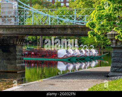 Morning photograph of the swan boats  and walking bridge in the pond at the Boston Public Garden in the spring. Stock Photo