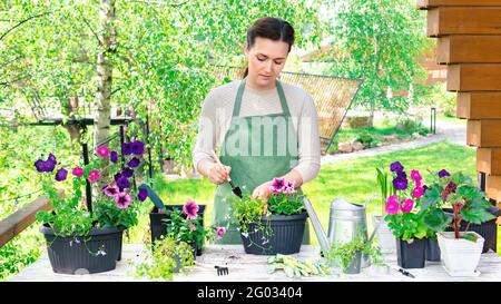 The gardener uses a spatula to plant flowers in pots to decorate the house. The concept of gardening as a hobby and a lifestyle. Seasonal gardening. G Stock Photo