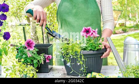 The gardener uses a scoop to fill the pot with soil in order to plant the flower seedlings. Gardener's workplace and tools. Seasonal garden planting w Stock Photo