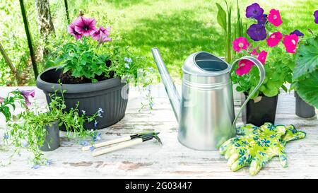 Planting flowers in pots in spring. Arrangement of flowers, pots, watering cans and garden tools to demonstrate the process of transplanting flower se Stock Photo