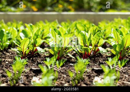 Swiss chard rows in garden with bright daylight. Large-leaf salad veggie. Known as leaf beet, seakettle beet, spinach beet and Beta vulgaris, variety Stock Photo