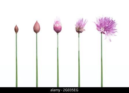 Flower bud to blossoming flower, visualized. Beautiful purple chive flower in many development stages. Known as Oriental garlic, Asian chives. Stock Photo