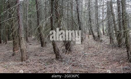 Forest of diseased firs. Trunks of fir trees without needles. Forest dried. There may be several reasons for dehydration. Stock Photo