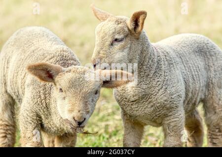 Close up portrait of the pair of lambs. Co. Wexford. Ireland. Stock Photo