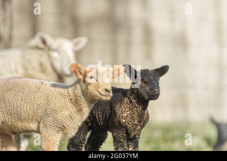 Close up portrait of the pair of black and white lambs. Co. Wexford. Ireland. Stock Photo