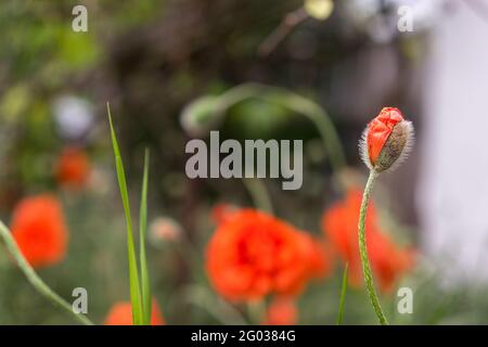 red poppy flower buds. Selective focus. Blurred background. Beautiful bokeh. Poppies in the ground. Copy space concept Stock Photo