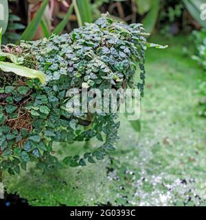 creeping fig plant growing on a wall, tropical climbing plant specie, Vines with many green leaves, nature background Stock Photo