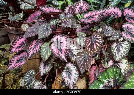 Painted-leaf begonia rex putz in terracotta pots is very popular for decorating landscaping Stock Photo