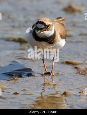 Female Little Ringed Plover on a patch of wet mud Stock Photo