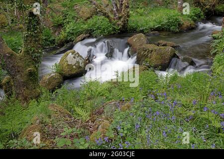 Waterfall in spring on the Colly Brook Dartmoor UK Stock Photo