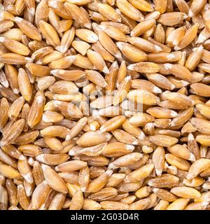 square food background - uncooked Emmer farro hulled wheat grains close up Stock Photo