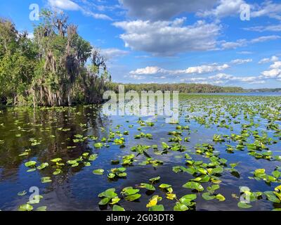 Acres of lily pads on St. Johns River, cypress trees draped in Spanish moss nearby, white clouds and blue sky, Welaka, Florida Stock Photo