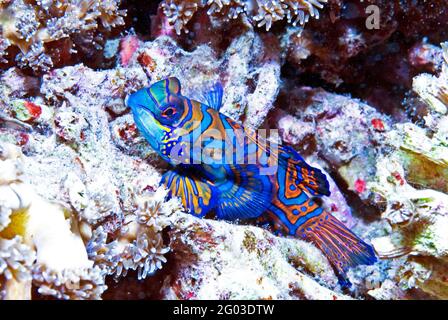 Mandarinfish (Synchiropus splendidus) , Lembeh Strait, Sulawesi, Indonesia Stock Photo