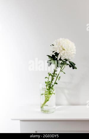 Large white chrysanthemum in a transparent glass vase, which stands on a table. Copy space Stock Photo