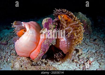 Pair of tomato anemonefish (Amphiprion frenatus) on anemone, Lembeh Strait, Sulawesi, Indonesia Stock Photo
