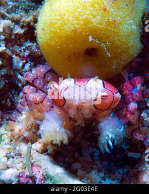 Mosaic boxer crab (Lybia tesselata), Bunaken Marine Park, Sulawesi, Indonesia Stock Photo