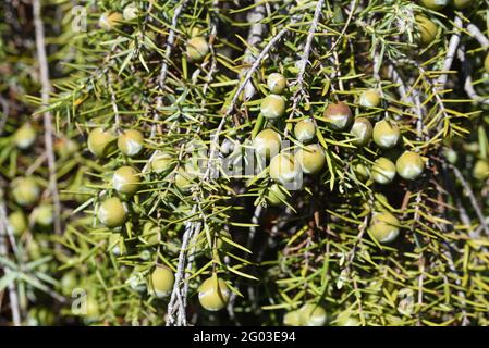 Juniper Berries of Common Juniper Juniperus communis Stock Photo