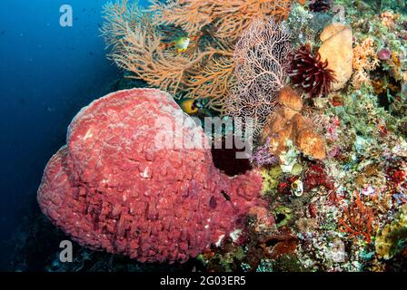Beautiful Big Sponge Coral Reefs Stock Photo 2299405269