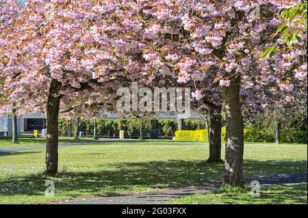 Beautiful view of delicate spring pink cherry (Prunus Shogetsu Oku Miyako) blossom flowering trees on university campus, Dublin, Ireland. Soft focus Stock Photo