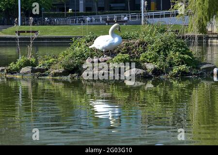 Beautiful low ground reflective view of white swan (Cygnus) with baby swans (cygnets) resting in sunshine on small island in lake on university campus Stock Photo