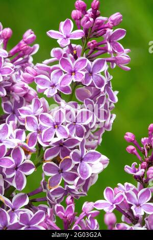 Syringa lilac Sensation Syringa vulgaris flower purple lilac syringa vulgaris sensation Stock Photo