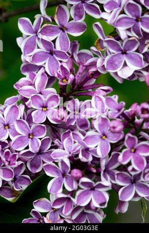 Syringa vulgaris Sensation Lilac Purple Flowers Close up Stock Photo