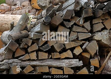 Wood pile of firewood in the forest Stock Photo
