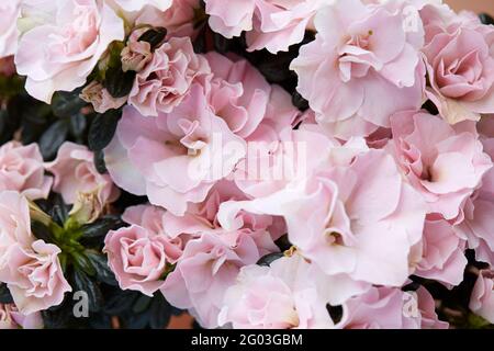 Double pink azalea flowers and buds texture background Stock Photo