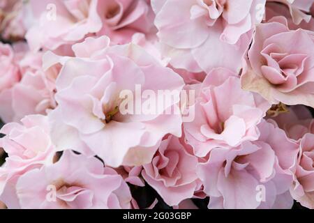 Double, pale pink azalea flowers macro texture background Stock Photo