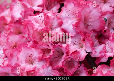 Pink azalea flowers texture background Stock Photo