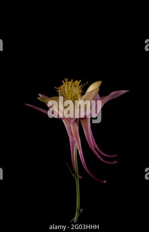 Beautiful Aquilegia glandulosa against dark background. Floral wallpaper with aquilegia flower. Stock Photo