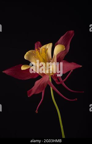 Beautiful Aquilegia glandulosa against dark background. Floral wallpaper with aquilegia flower. Stock Photo