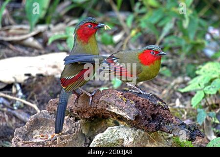 A pair of Scarlet-faced Liocichla (Liocichla phoenicea) on a small rock on the forest floor in Northern Thailand Stock Photo