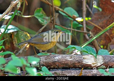 A female Golden Bush Robin (Tarsiger chrysaeus) perched on a small branch in the forest in Northern Thailand Stock Photo