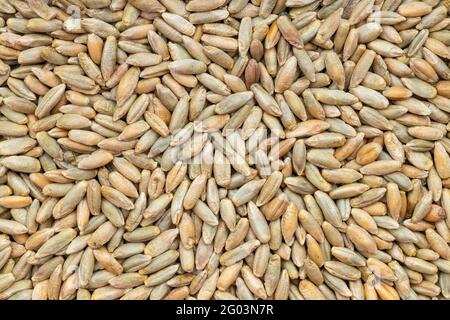 food background - many whole rye grains close up Stock Photo