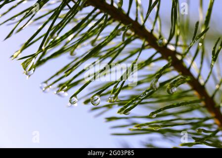 Drops of rain on the needles of the pine branch close up. Nature background. Stock Photo