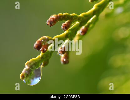 Rain drop on Thuja branch close up. Nature background. Stock Photo